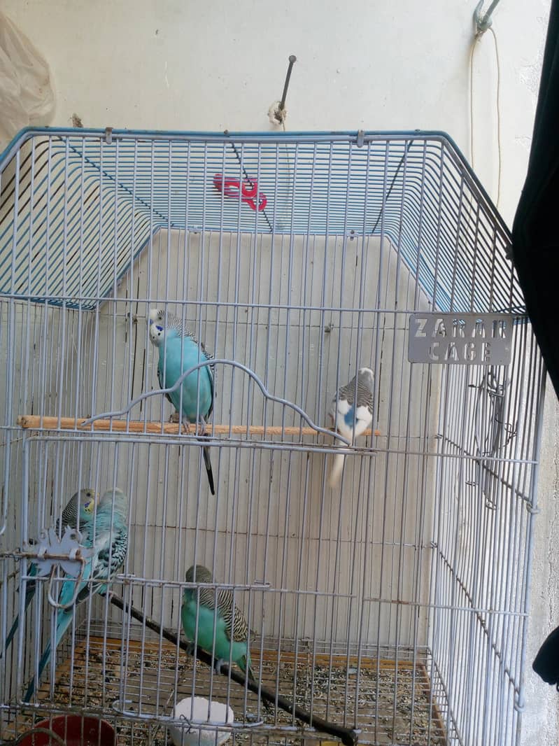 Budgies and white java finch 5