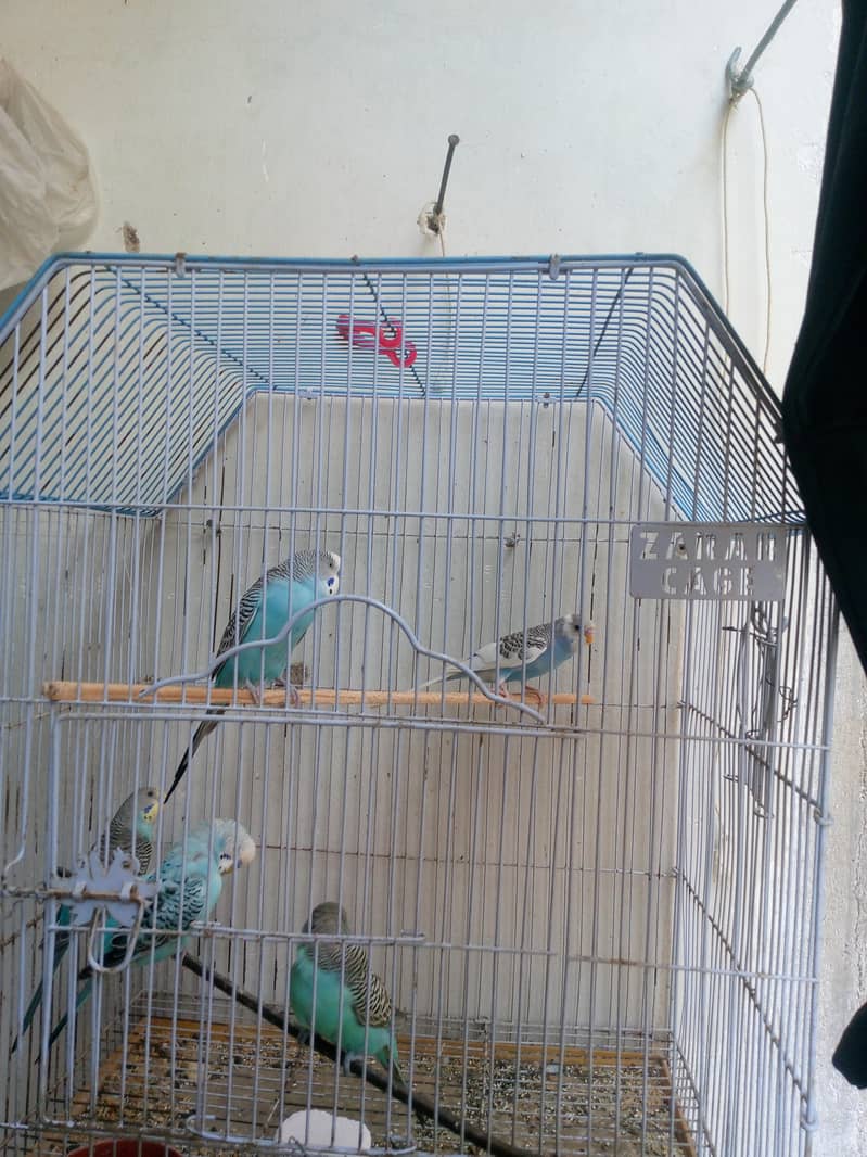 Budgies and white java finch 6