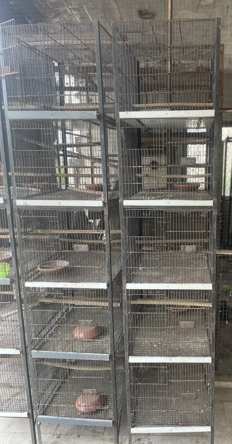 5 Birds cages Available for birds Urgently needed purchaser — photo 2