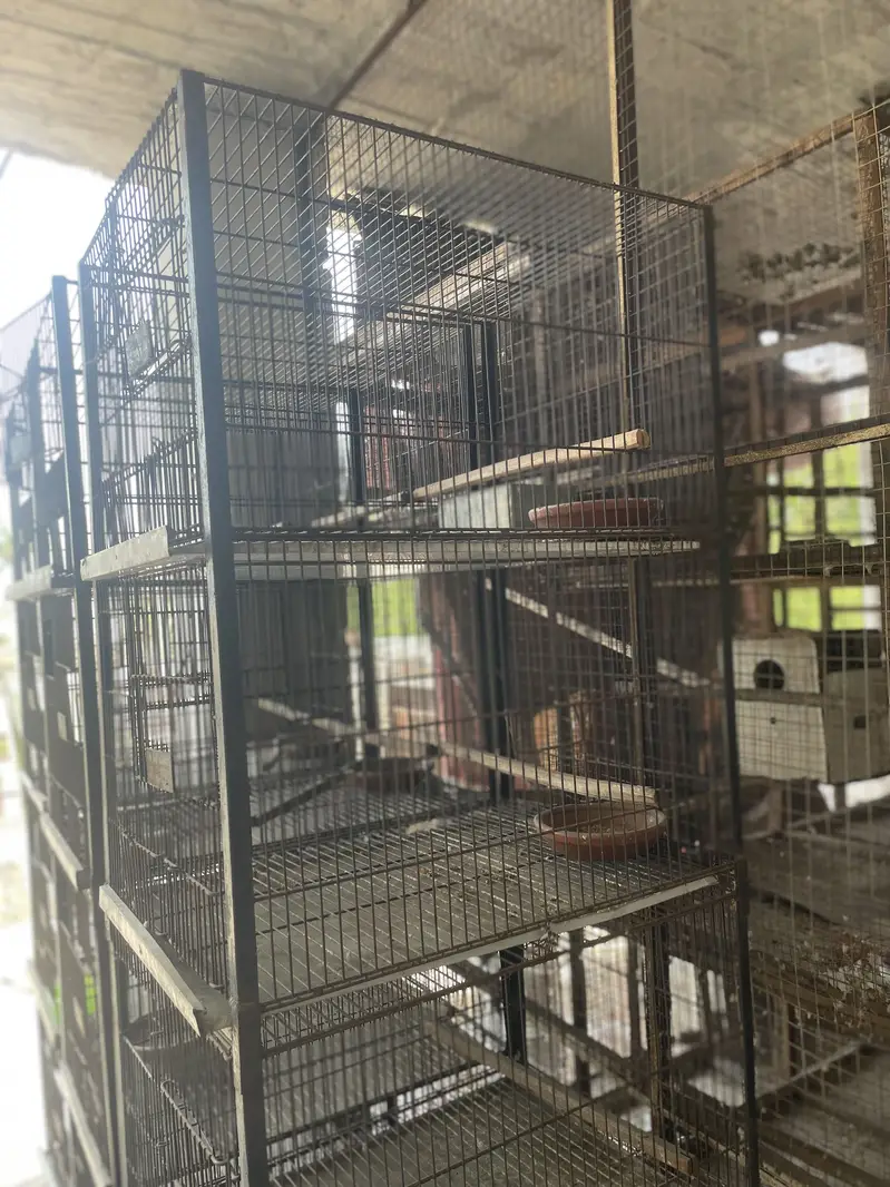 5 Birds cages Available for birds Urgently needed purchaser — photo 3