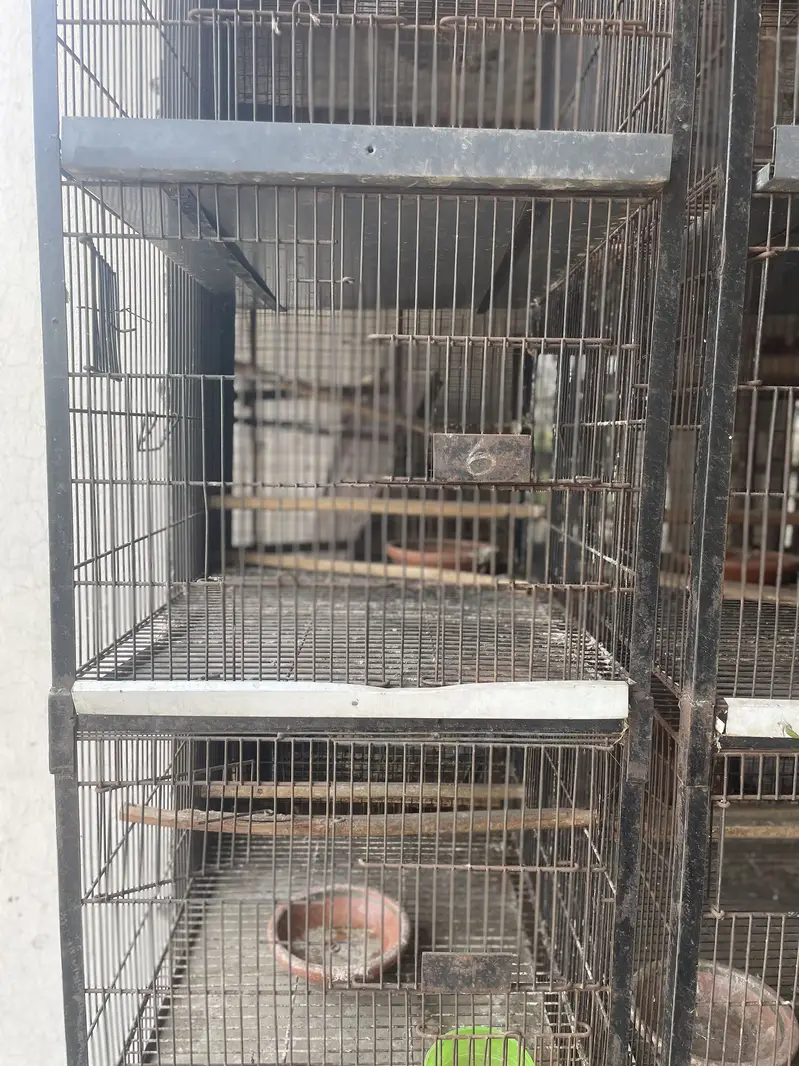 5 Birds cages Available for birds Urgently needed purchaser — photo 4