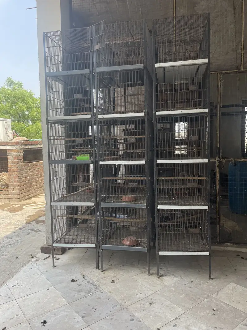 5 Birds cages Available for birds Urgently needed purchaser — photo 5