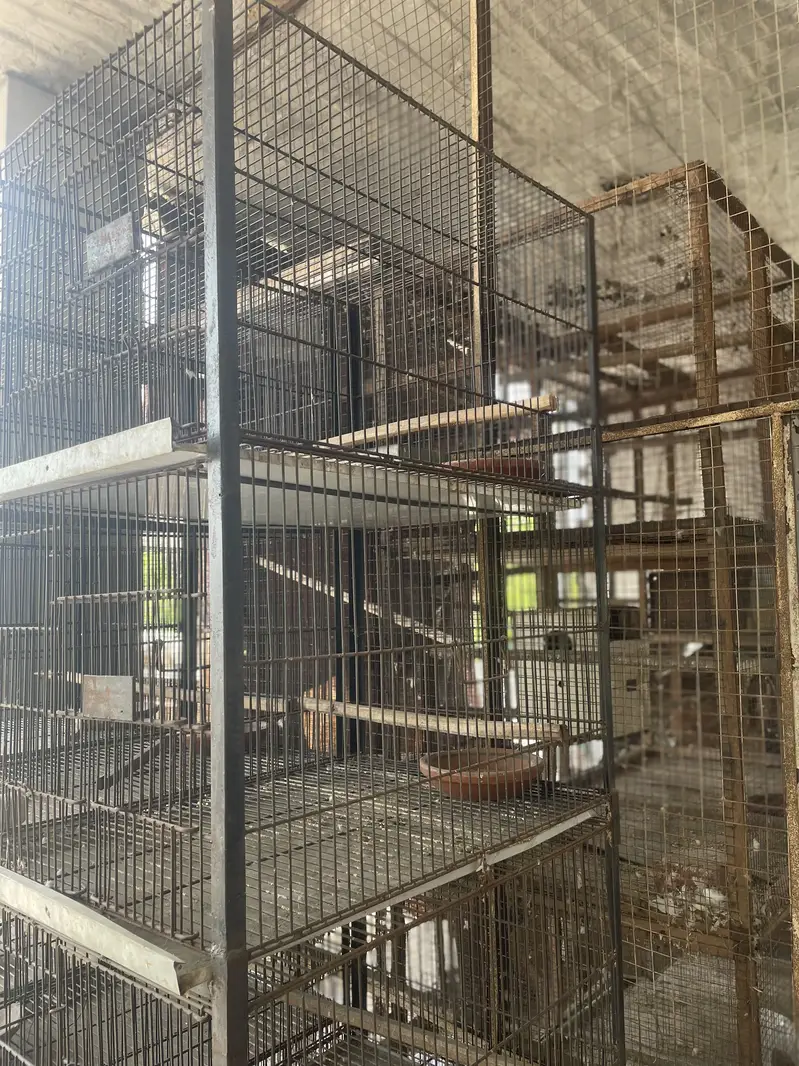 5 Birds cages Available for birds Urgently needed purchaser — photo 7