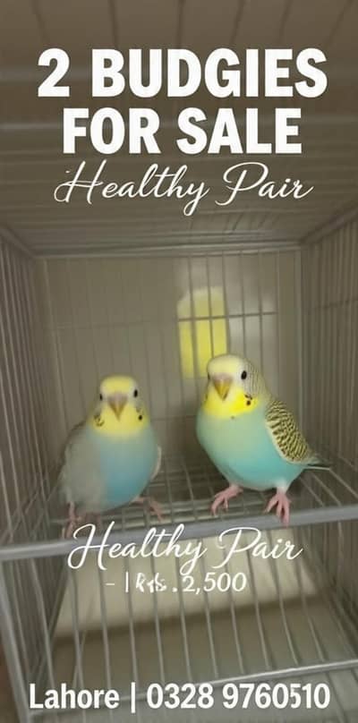 2 Budgies For Sale - Healthy Pair - Lahore