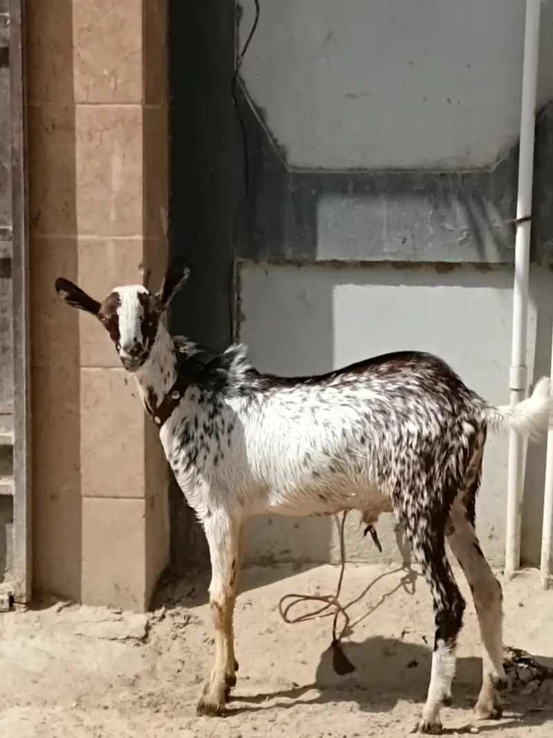 munda cheena bakra — photo 2