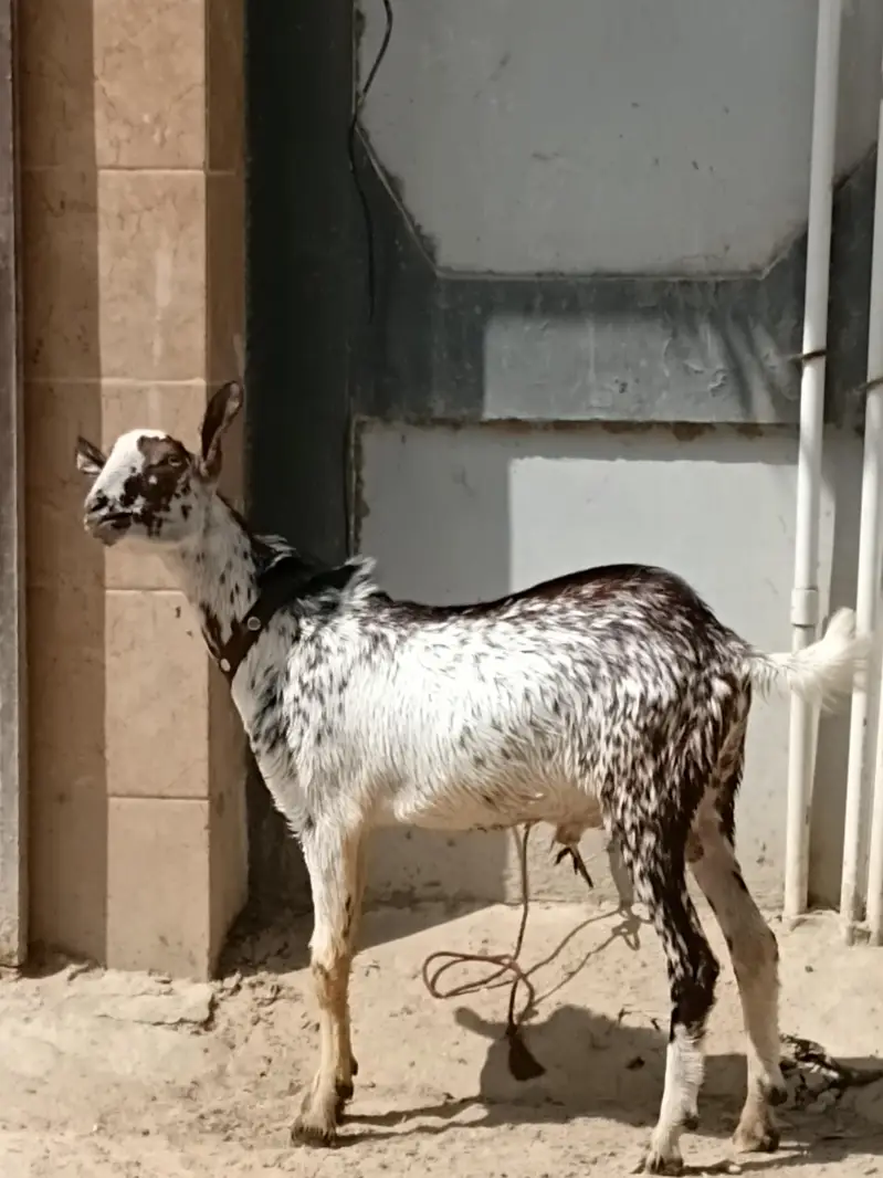 munda cheena bakra — photo 3