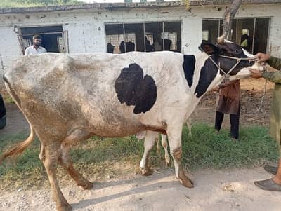 First Timer Fresian Cow