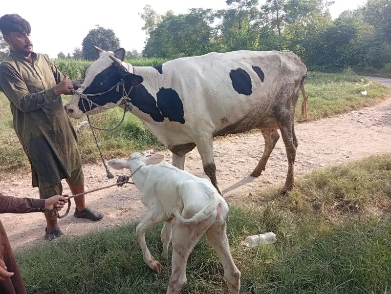 First Timer Fresian Cow — photo 2