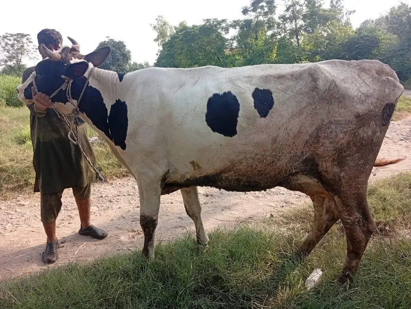 First Timer Fresian Cow — photo 3