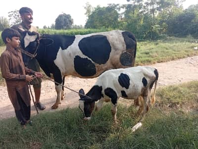 First Timer Fresian Cow