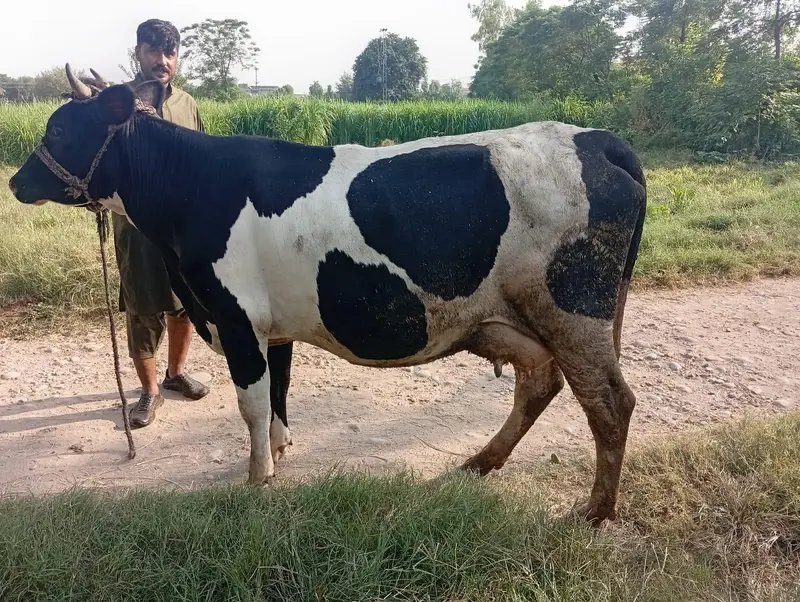 First Timer Fresian Cow — photo 5