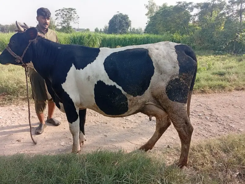 First Timer Fresian Cow — photo 6