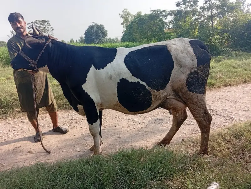 First Timer Fresian Cow — photo 7