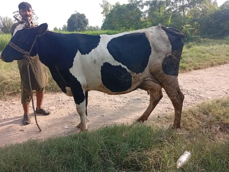 First Timer Fresian Cow — photo 8
