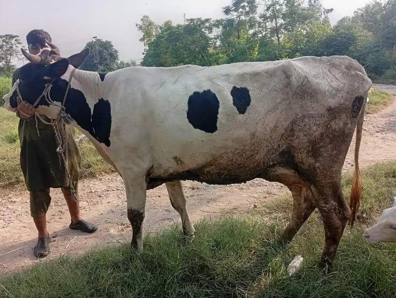 First Timer Fresian Cow — photo 9