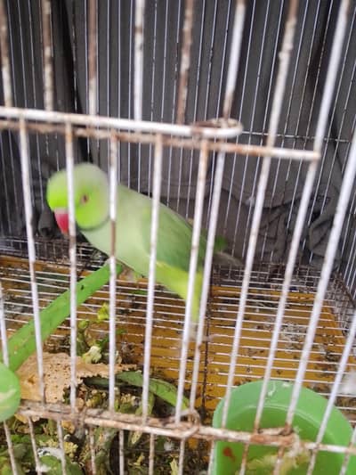 Round nech ring green home Bird