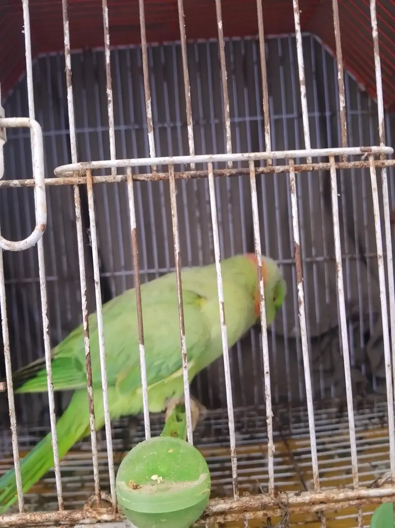 Round nech ring green home Bird — photo 2