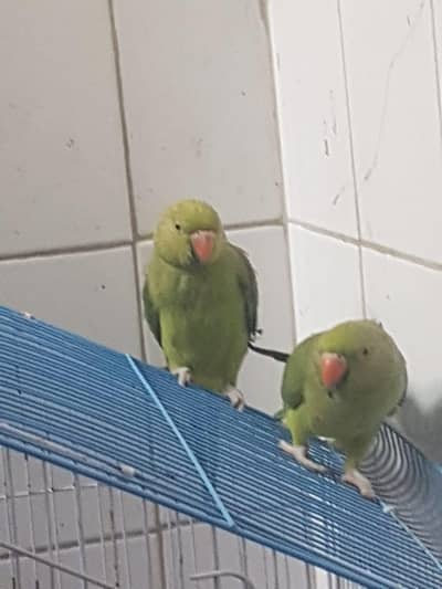 Zero bite parrots