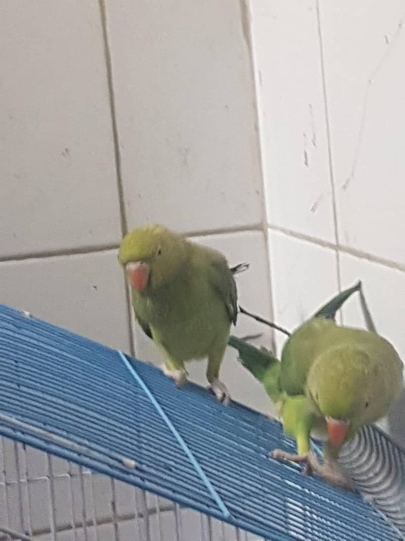 Zero bite parrots 1