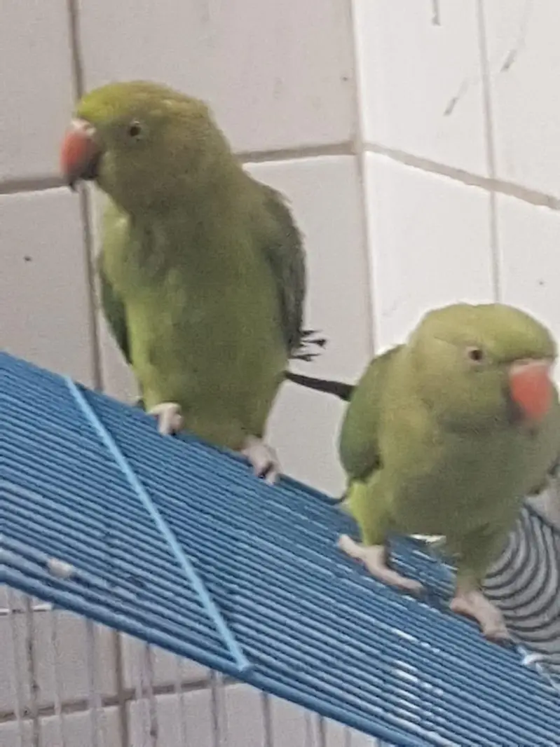 Zero bite parrots — photo 3