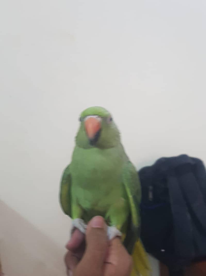 Zero bite parrots 3