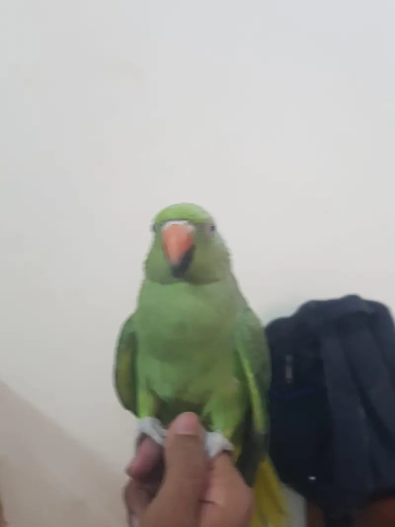 Zero bite parrots — photo 4