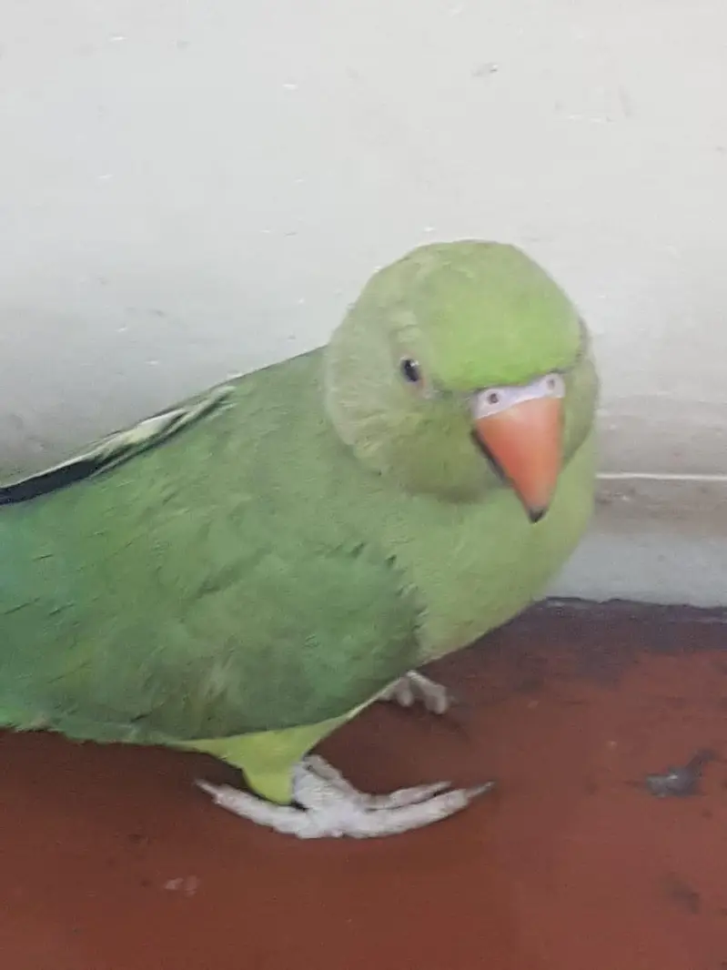 Zero bite parrots — photo 5