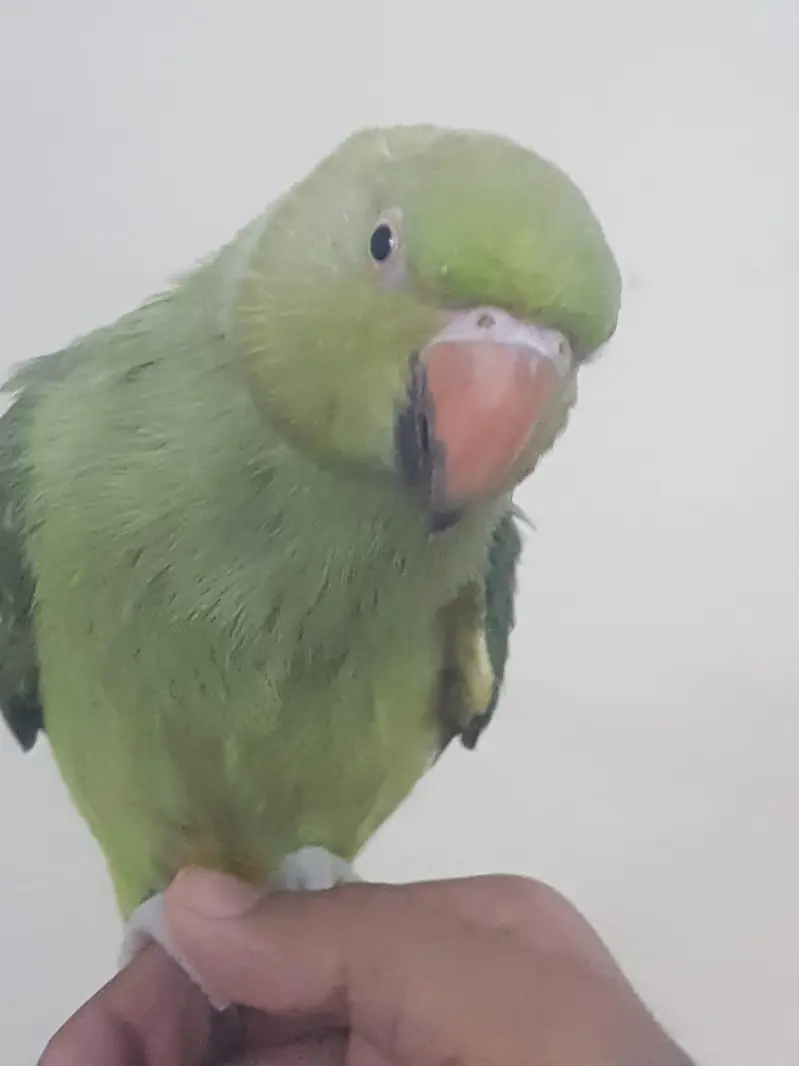 Zero bite parrots — photo 6