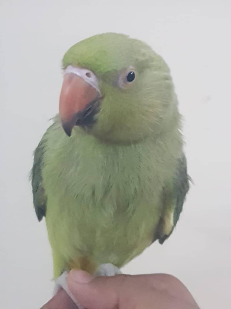 Zero bite parrots 6