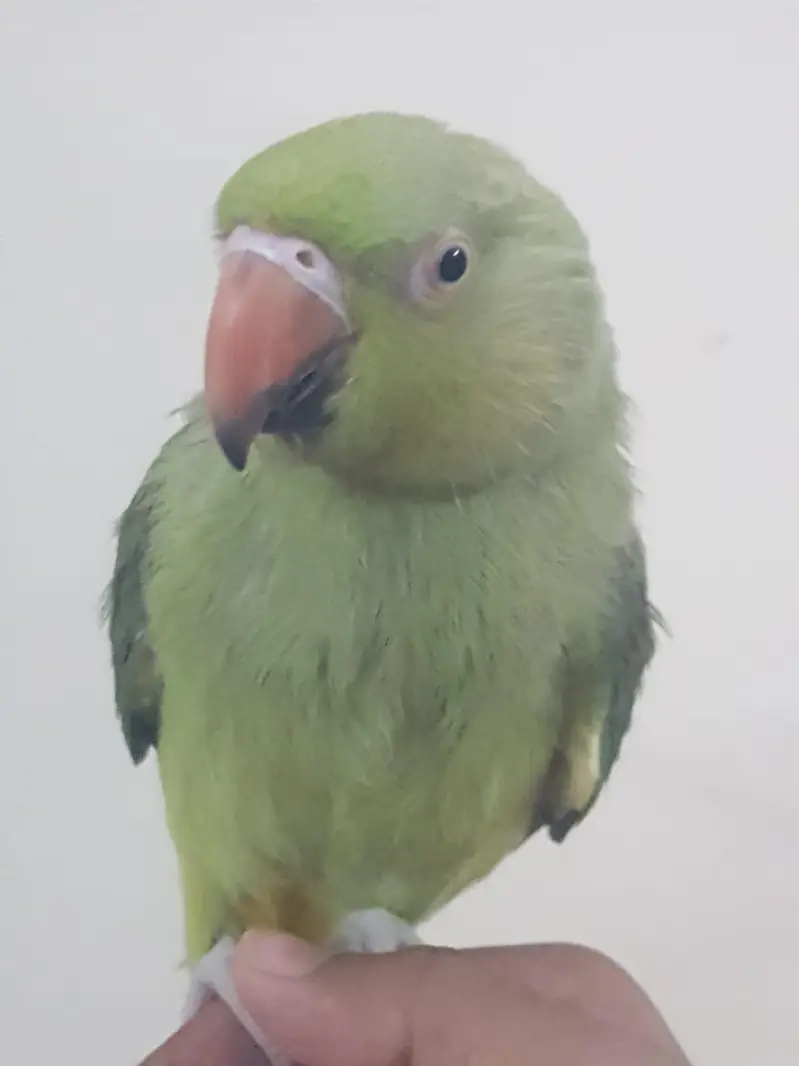 Zero bite parrots — photo 7