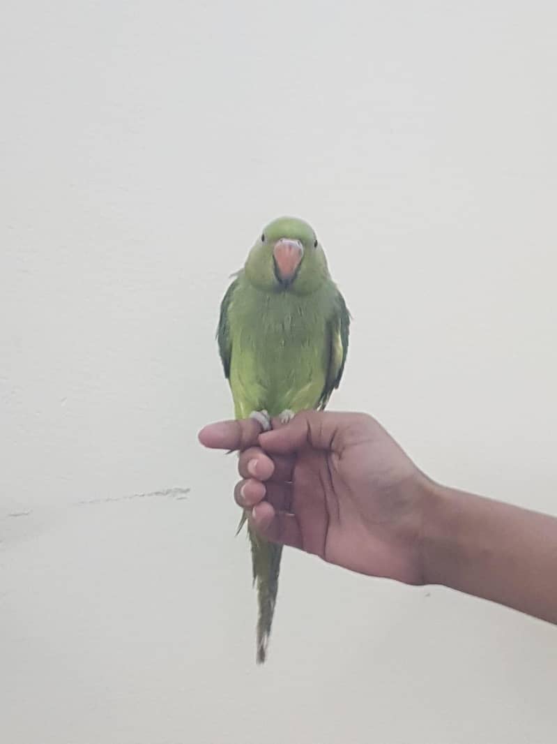 Zero bite parrots 7