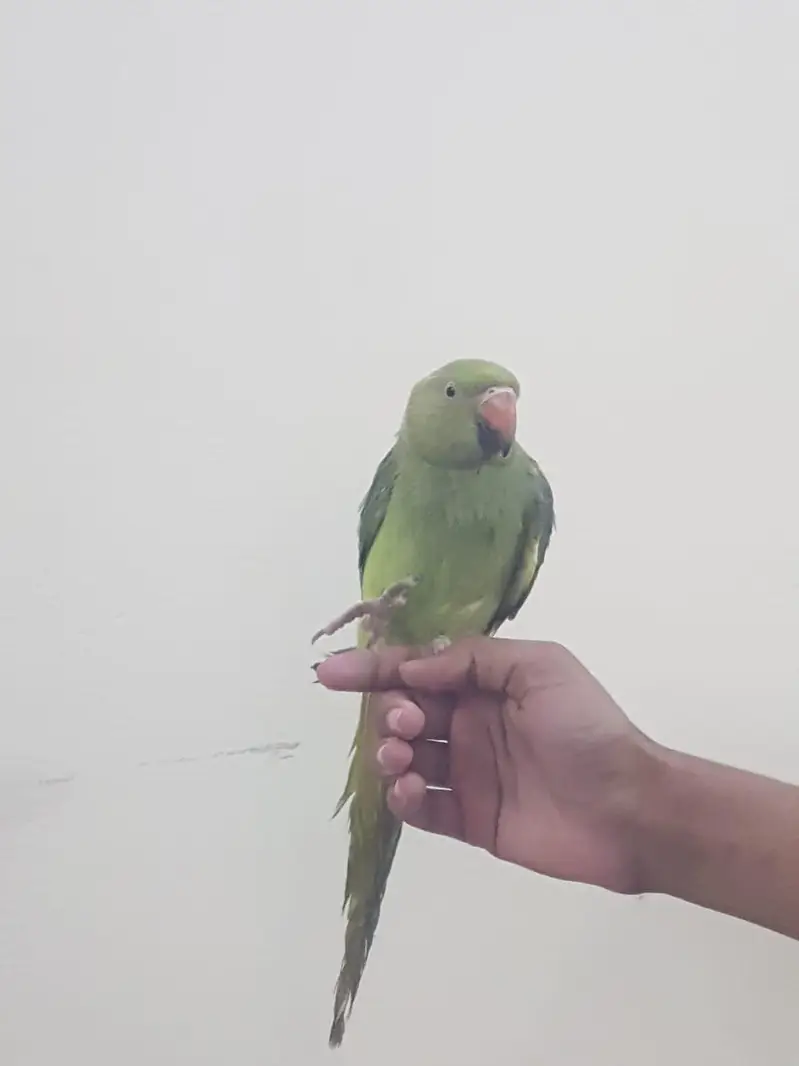 Zero bite parrots — photo 9