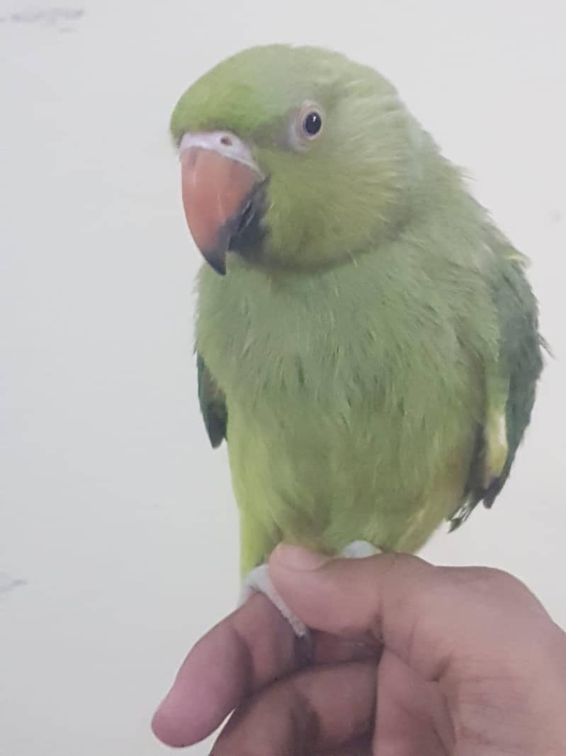 Zero bite parrots 9