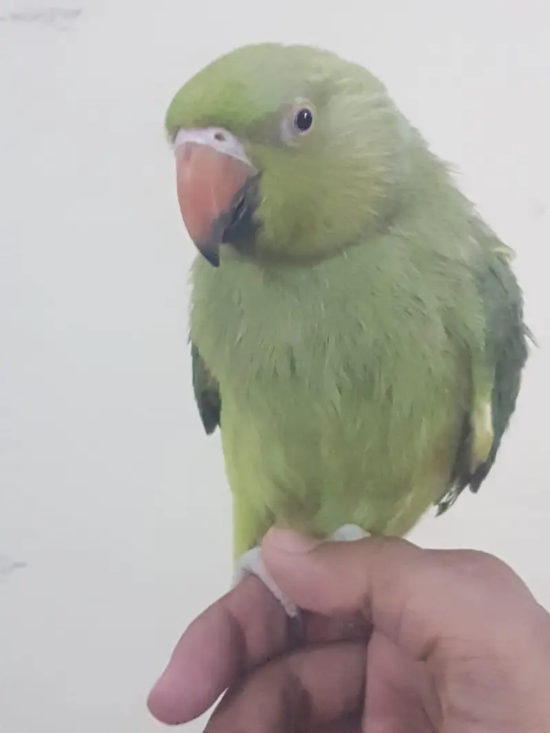 Zero bite parrots — photo 10