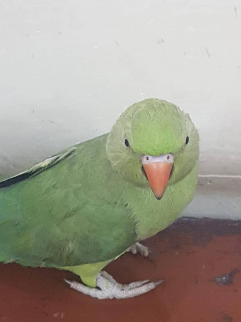 Zero bite parrots 10