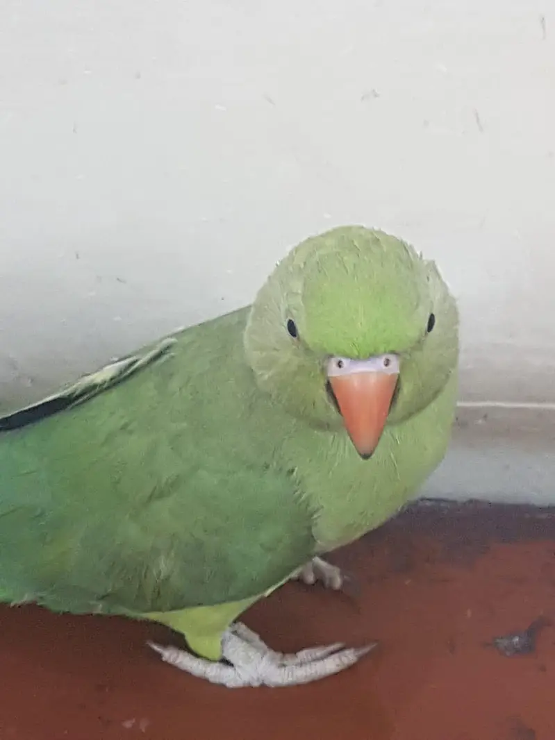 Zero bite parrots — photo 11
