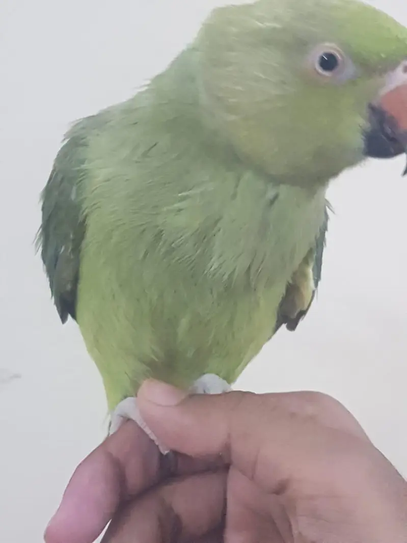 Zero bite parrots — photo 12