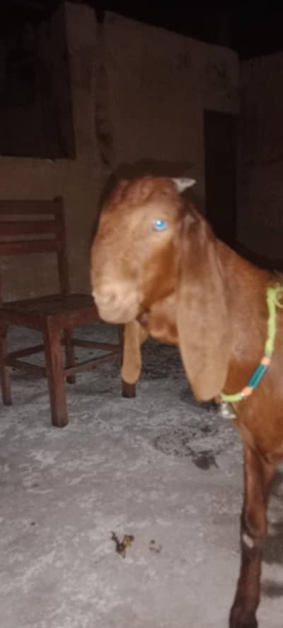 bhalwali bittal bakra