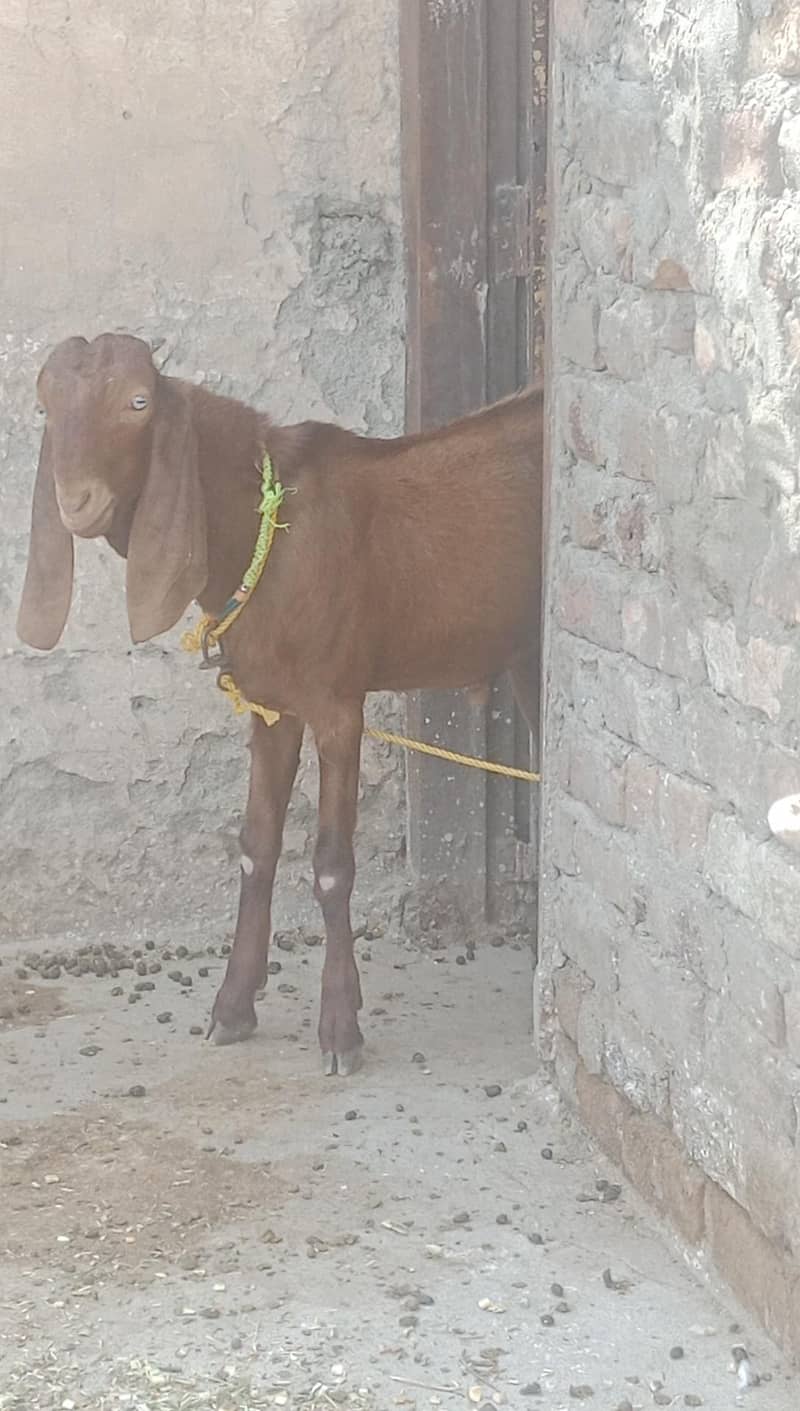 bhalwali bittal bakra 1