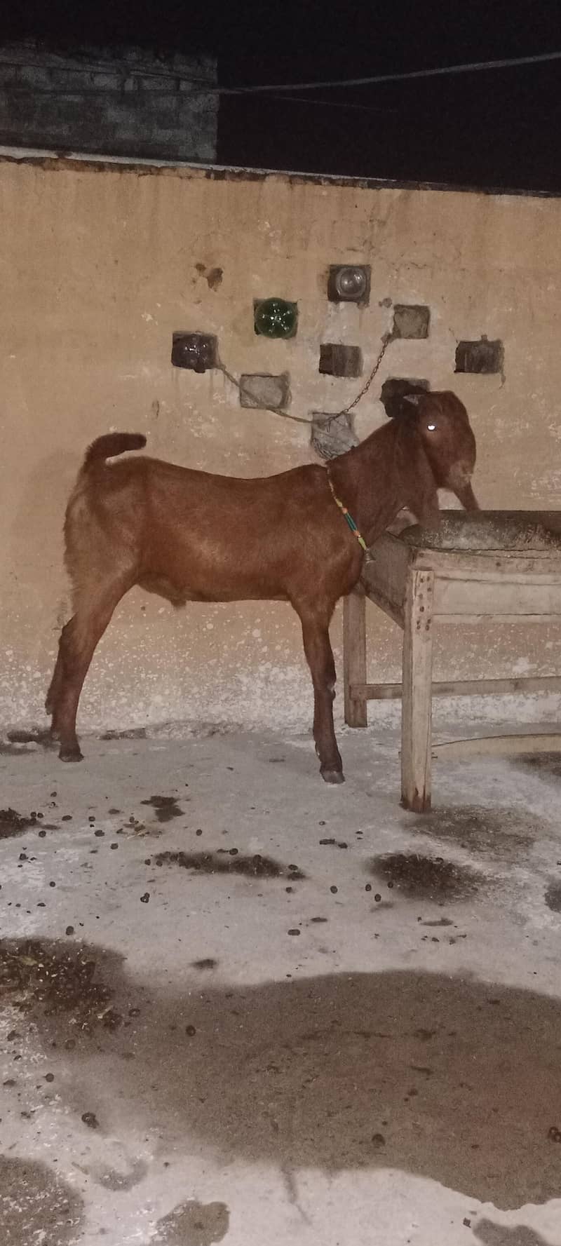 bhalwali bittal bakra 2