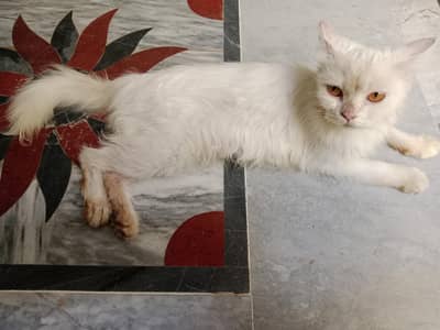white Persian cat