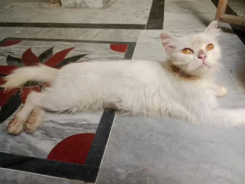 white Persian cat — photo 2