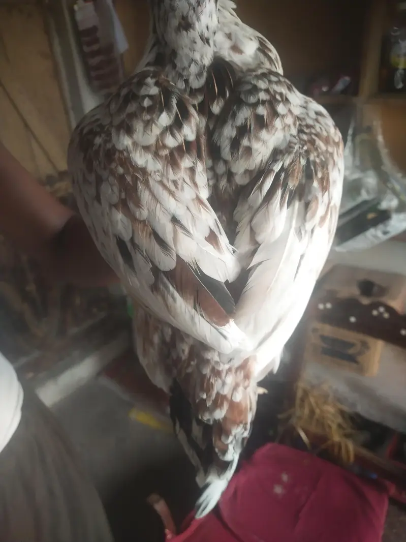home breed ki phathi ha es ka ma bap Mera pass majoud ha — photo 3