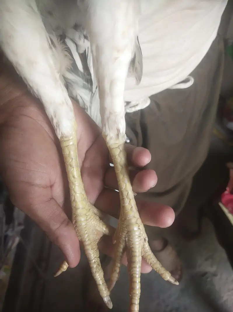 home breed ki phathi ha es ka ma bap Mera pass majoud ha — photo 4