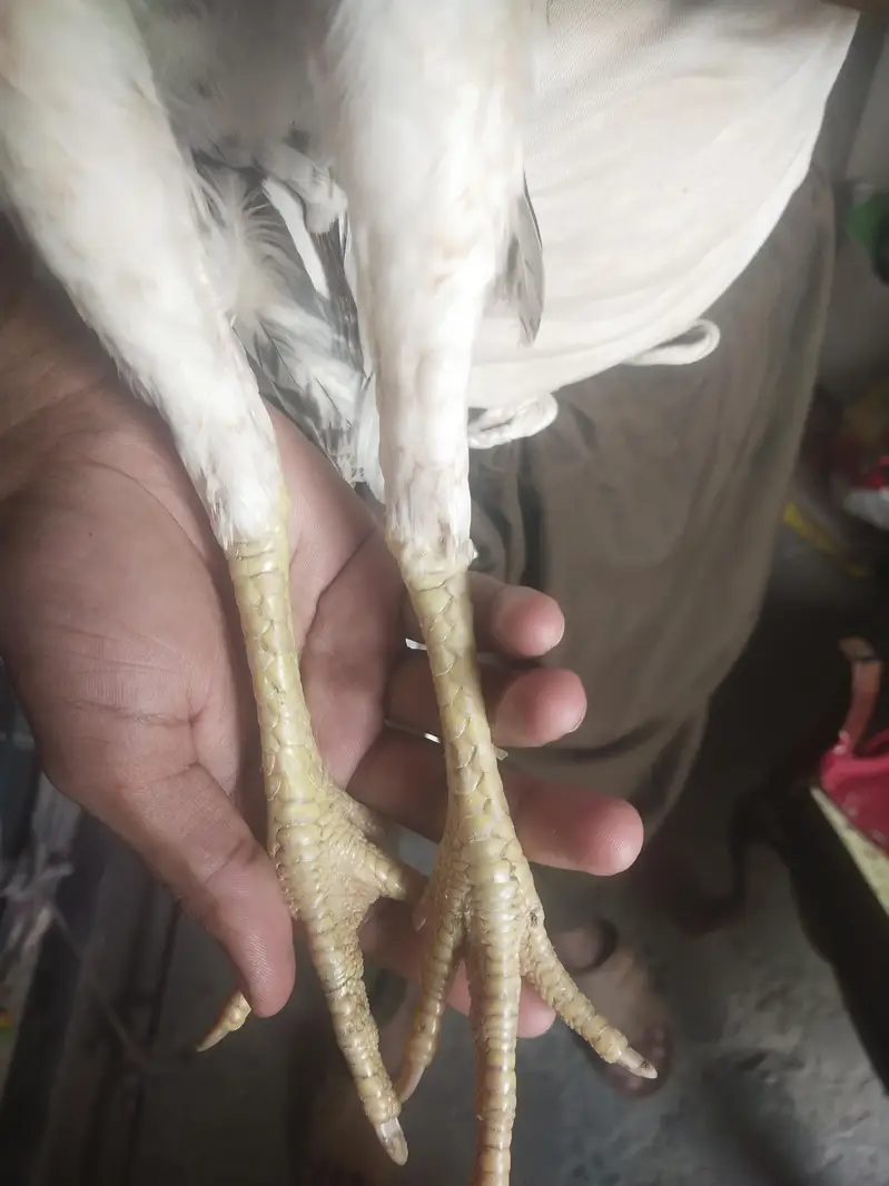 home breed ki phathi ha es ka ma bap Mera pass majoud ha — photo 5