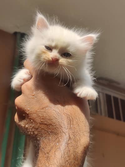 white persian pair