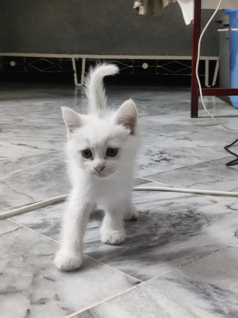 white persian pair — photo 2