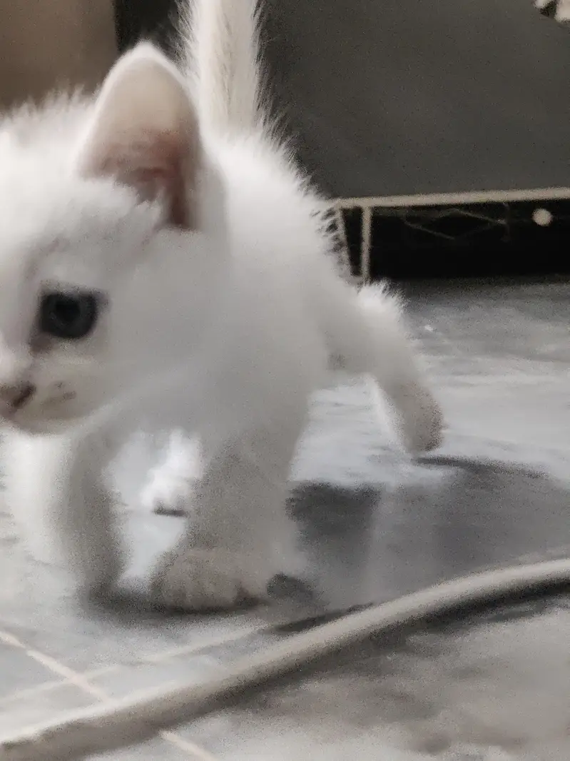 white persian pair — photo 3