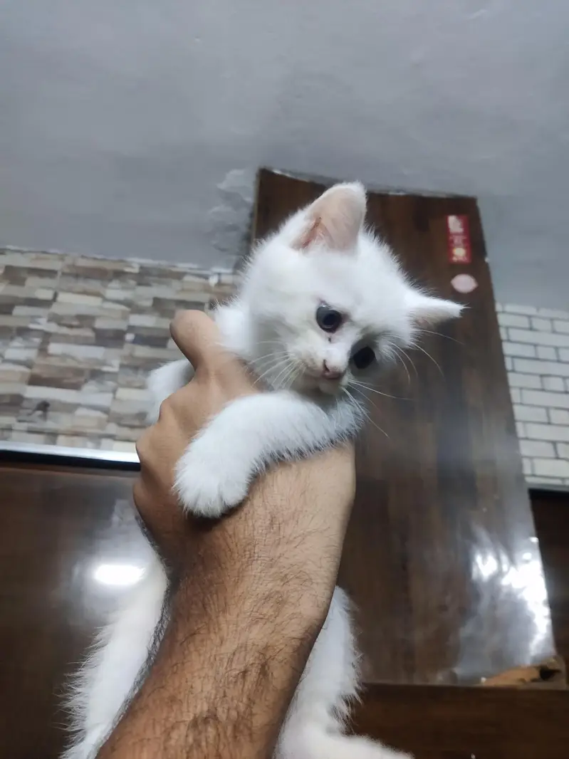 white persian pair — photo 4