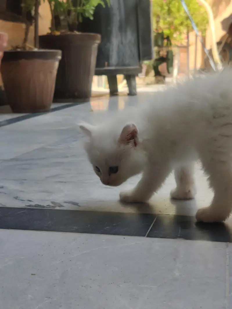 white persian pair — photo 5